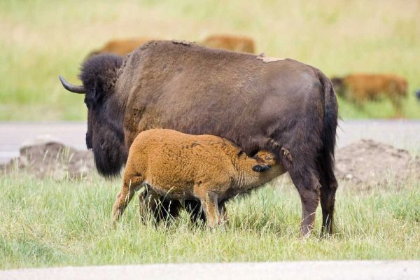 South Dakota, Custer SP Buffalo calf nursing